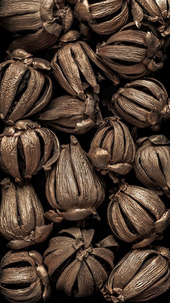 Washington State-Seabeck Hawaiian autograph tree seedpods